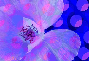 Coquelicot